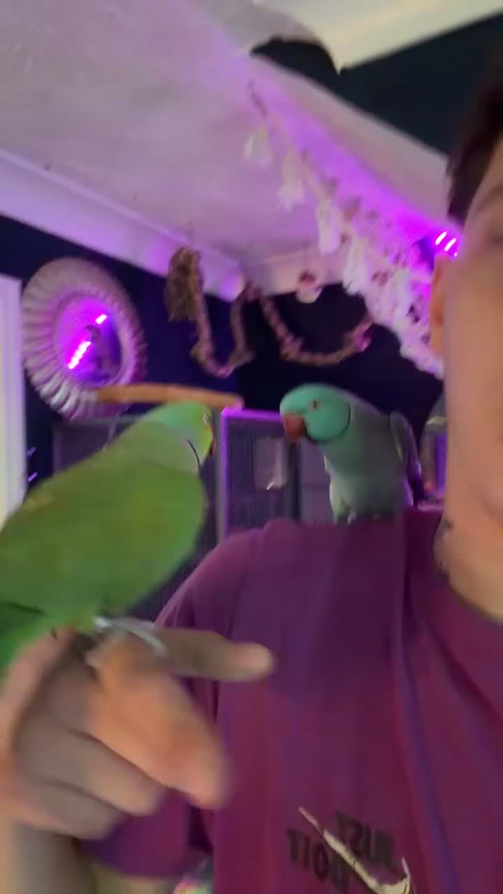 Parakeets birds for sale: Bluey the ringneck - Video 1