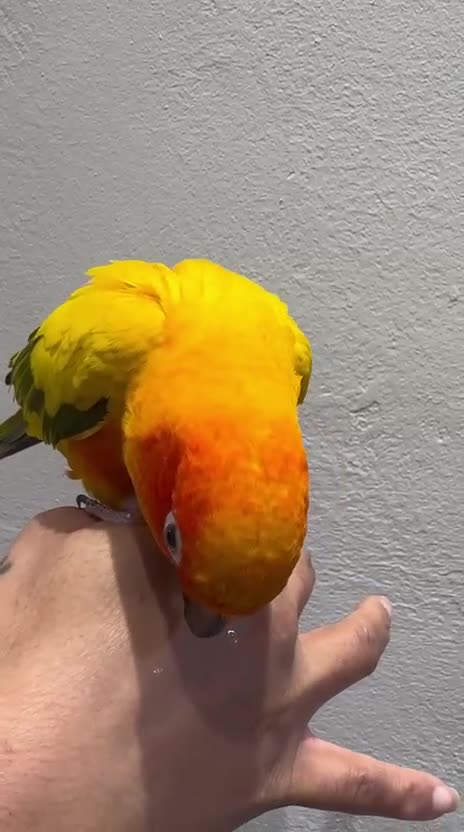 Conures birds for sale: Sun Conure Hand Tamed  - Video 1