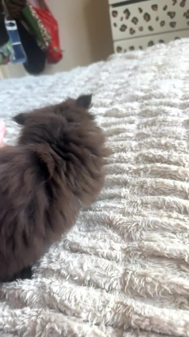 Persian cats for sale: Persian kitten for sale  - Video 2