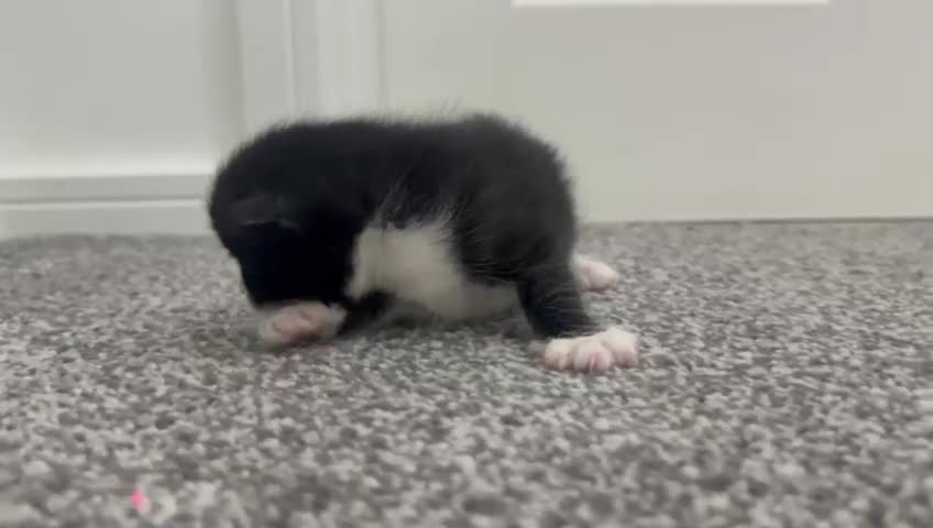 Mixed Breed cats for sale: Stunning Turkish Angora/ domesticShorthairKittens  - Video 5