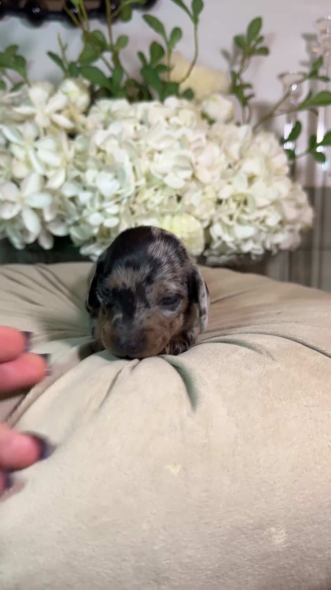 Miniature Dachshund dogs for sale: LAST 2 ON OFFER💕 KC REGISTERED/PRA CLEAR  - Video 2