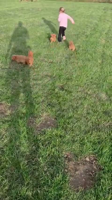 Cockapoo dogs for sale: Beautiful litter of F1 cockapoo puppies in Bishop Auckland - Video 1
