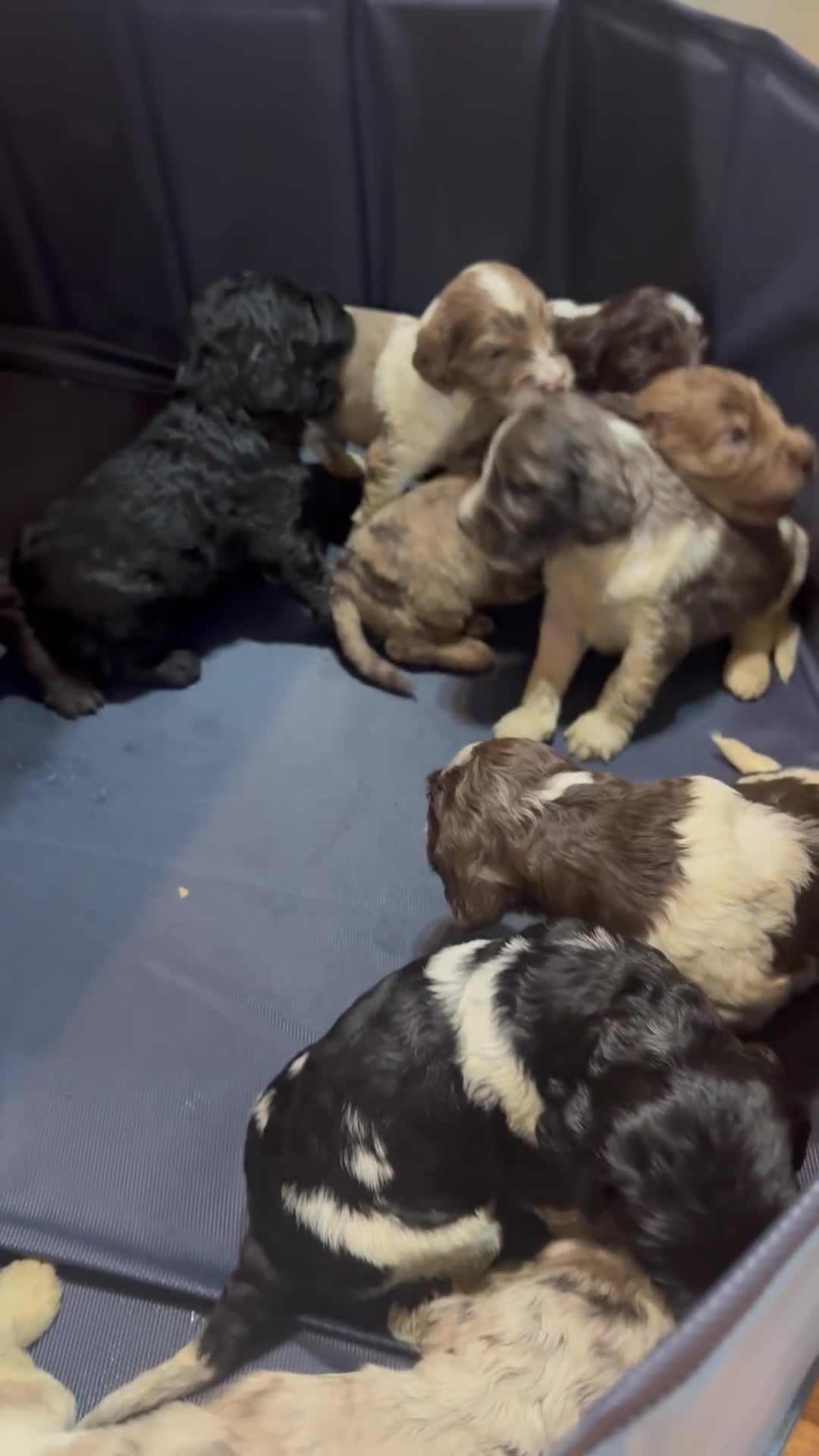 Cockapoo dogs for sale: F1 Standard Rare Parti, Solid and Merle Cockapoos - Video 1