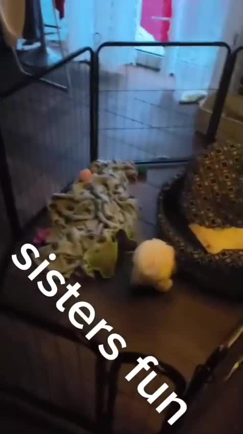 Maltese dogs for sale: Maltese puppys  - Video 1