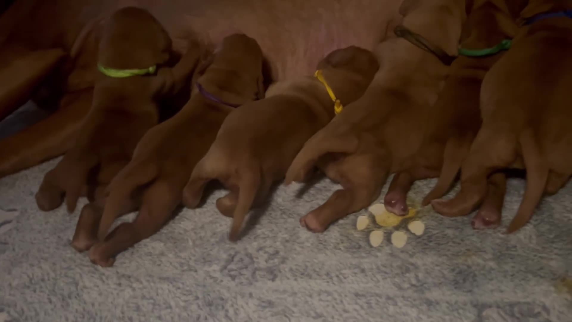 Labrador Retriever dogs for sale: 🐾 KC Registered Fox Red Lab Puppies 🐾 - Video 1