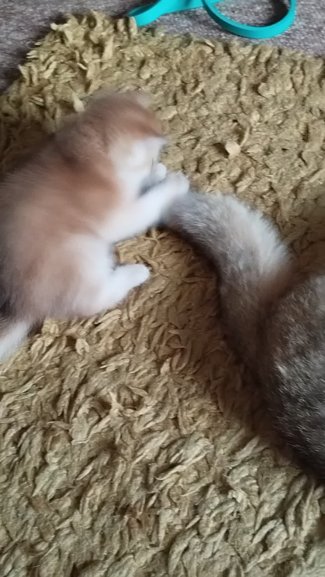 British Shorthair cats for sale: Outstanding Golden British Shorthair Typе ReadyNow - Video 2