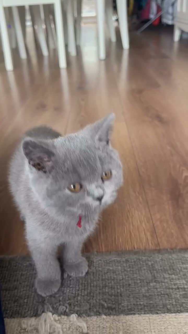 British Shorthair cats for sale: British shorthair - ready now  - Video 2