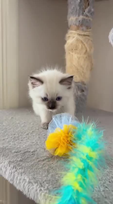 Ragdoll cats for sale: Ragdoll kittens - Video 2