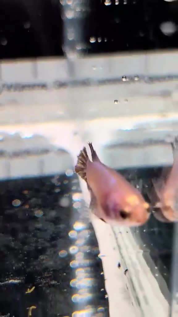 Bettas fish for sale: Bettas - Video 2