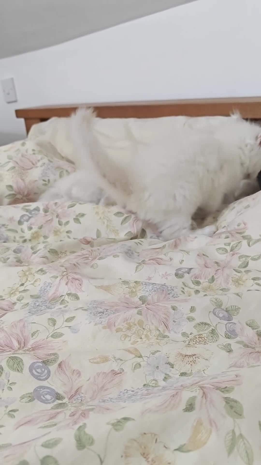 Ragdoll cats for sale: GCCF Ragdoll girls - Video 2