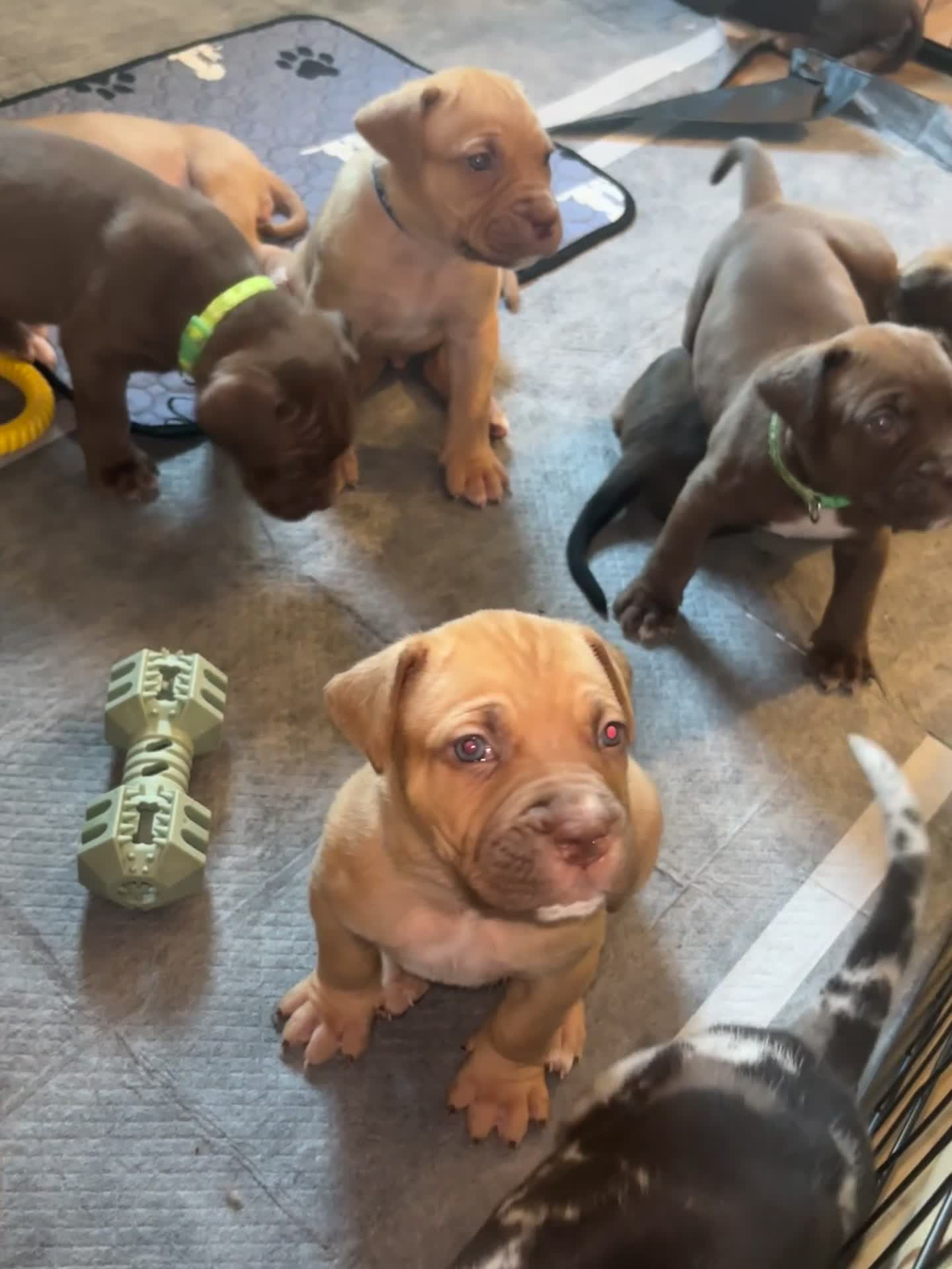 Mixed Breed dogs for sale: North American mastiff X - Video 1