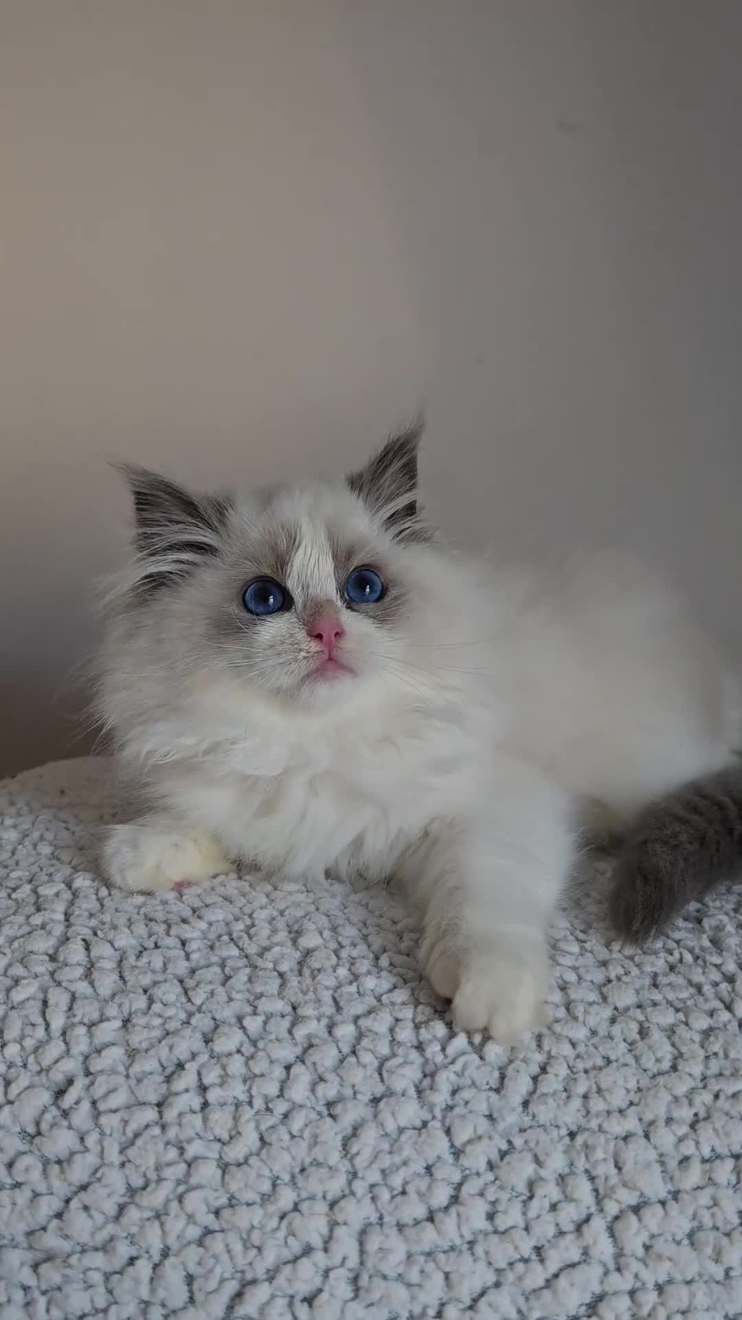 Ragdoll cats for sale: Stunning Blue Bicolour Pedigree Ragdoll Kittens  - Video 1