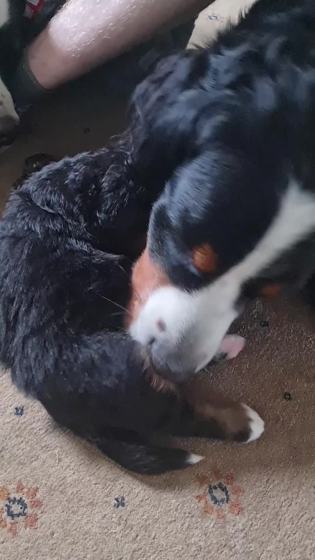 Bernese Mountain Dog dogs for sale: KC Bernese Mountain Dog pups home with mum & dad - Video 1