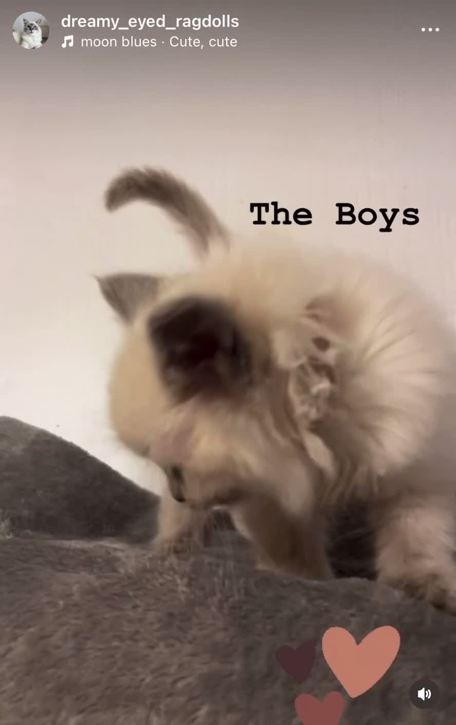 Ragdoll cats for sale: 5 Gorgeous TICA Ragdoll Kittens - Video 1
