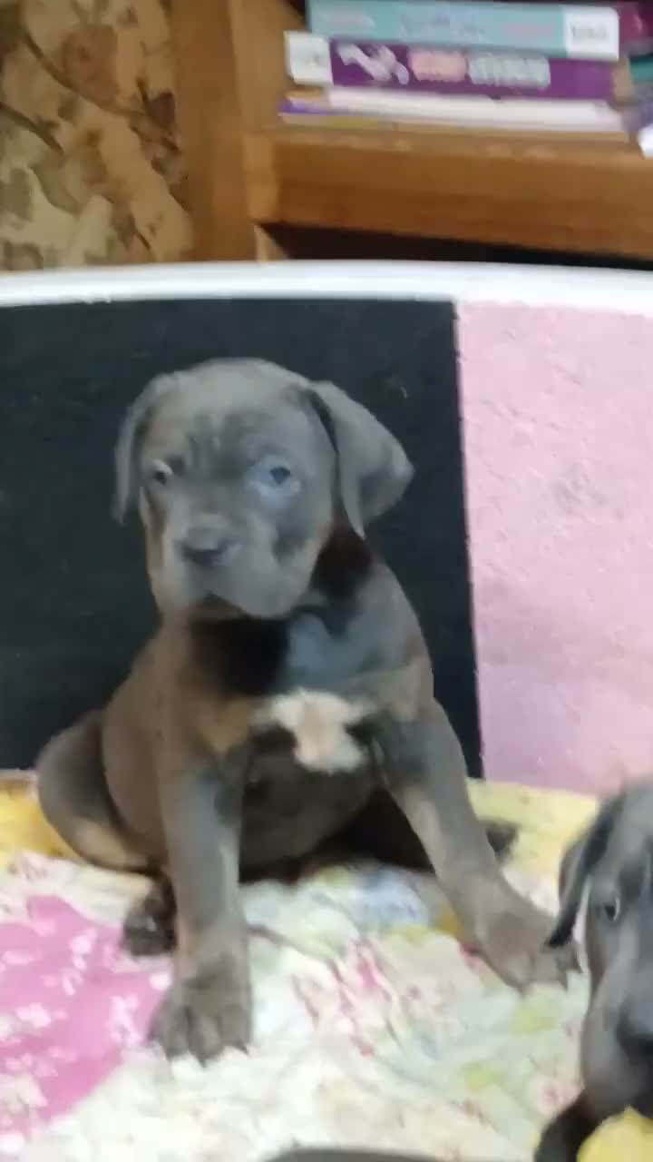 ICCF REGISTERED CANE CORSO PUPPYS for sale in Coventry | Pets4Homes