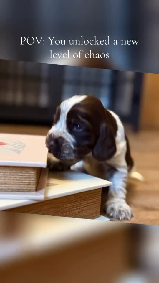 Cocker Spaniel dogs for sale: Show type cocker spaniels  - Video 2