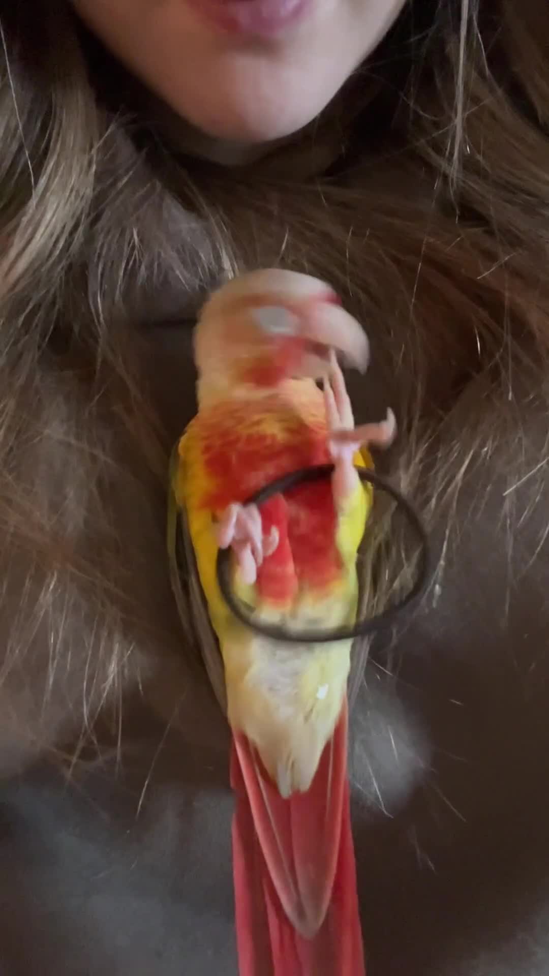 Conures birds for sale: Playful 1yr old hand raised Male conure for sale  - Video 1