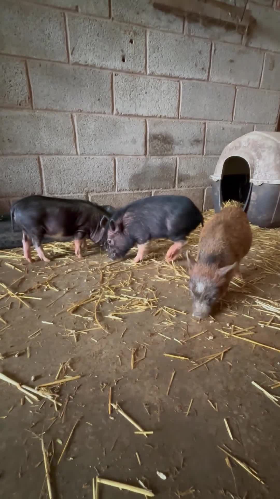 Pig livestock for sale: Miniature American/Swedish pigs  - Video 1