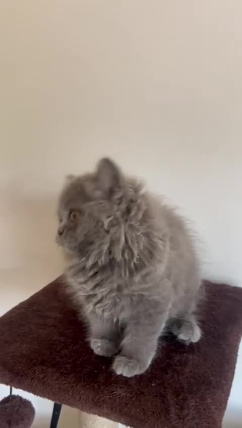 British Shorthair cats for sale: Gorgeous Brittsh Kittens Fully Vaccinated  - Video 4