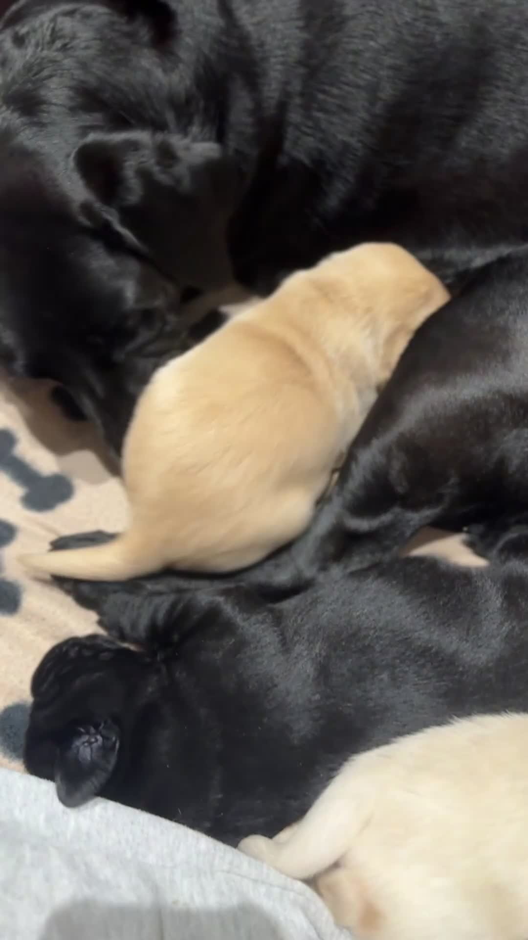 Labrador Retriever dogs for sale: Labrador Puppies - 1 Male & 3 Females Available - Video 1