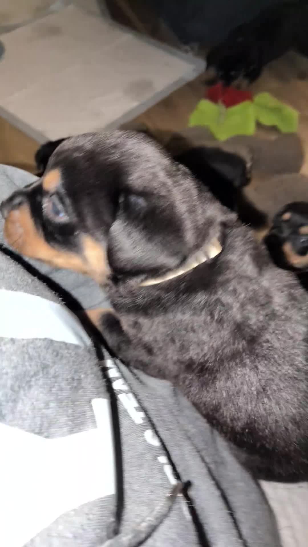 Rottweiler dogs for sale: ⭐ Rottweiler ⭐ - Video 1