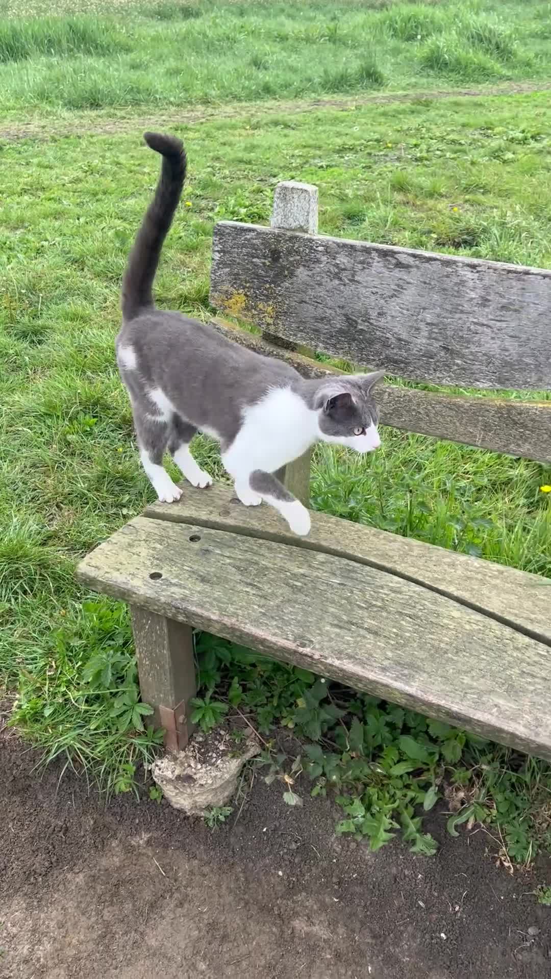 Domestic Shorthair cats for adoption: Rescue Brothers 🤍🩶 - Video 2