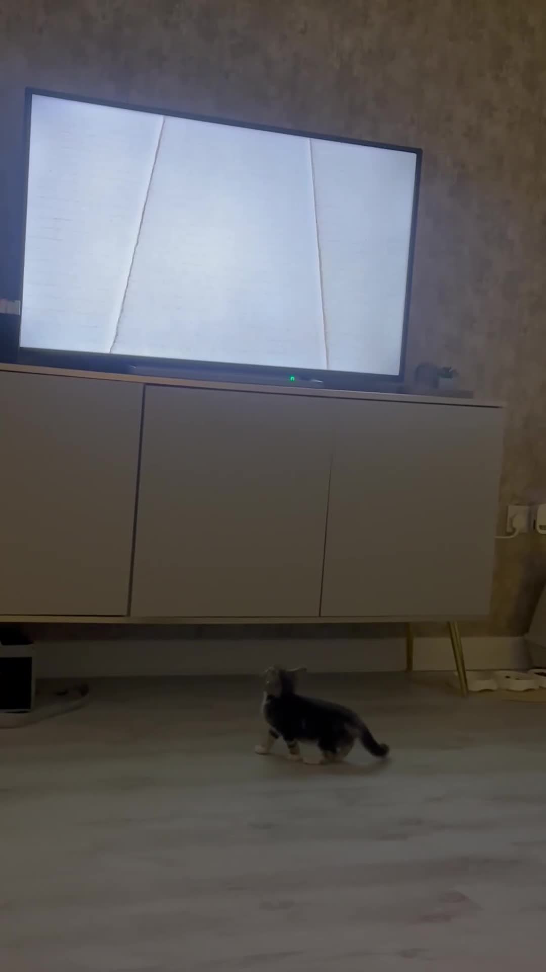 Mixed Breed cats for sale: Beautiful and very playful male kitten available  - Video 1