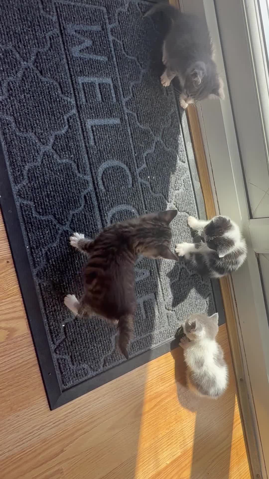 Mixed Breed cats for sale: LAST MALE KITTEN REMAINING - Video 4