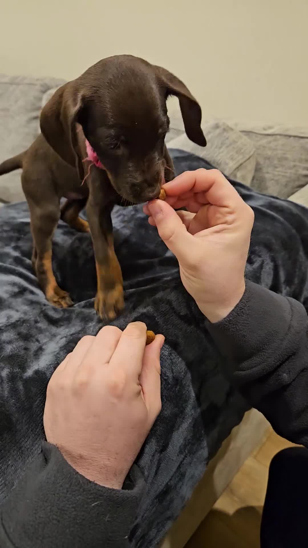 Mixed Breed dogs for sale: Beautiful Jackapoo puppies for sale- Available now - Video 3