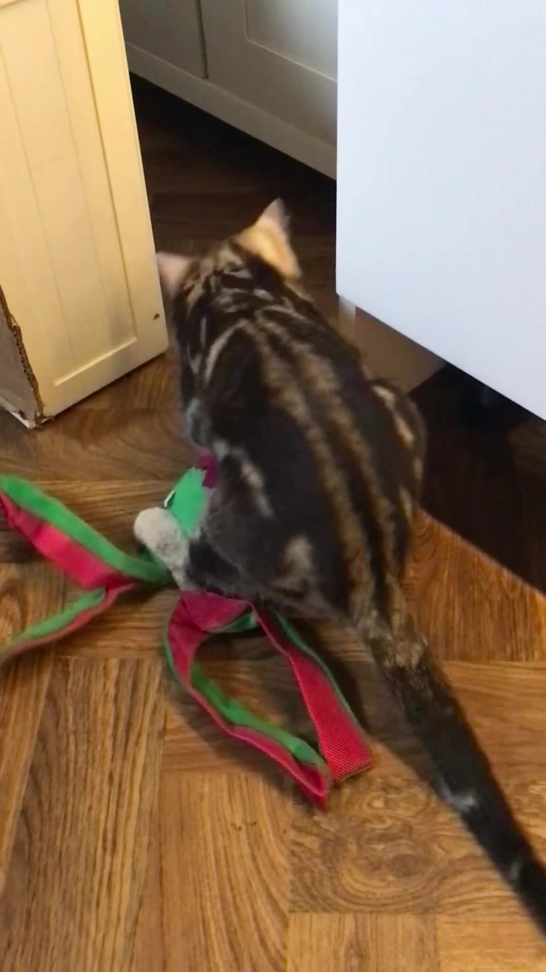 Bengal cats for sale: Beautiful Bengal kitten in Whitchurch - Video 1
