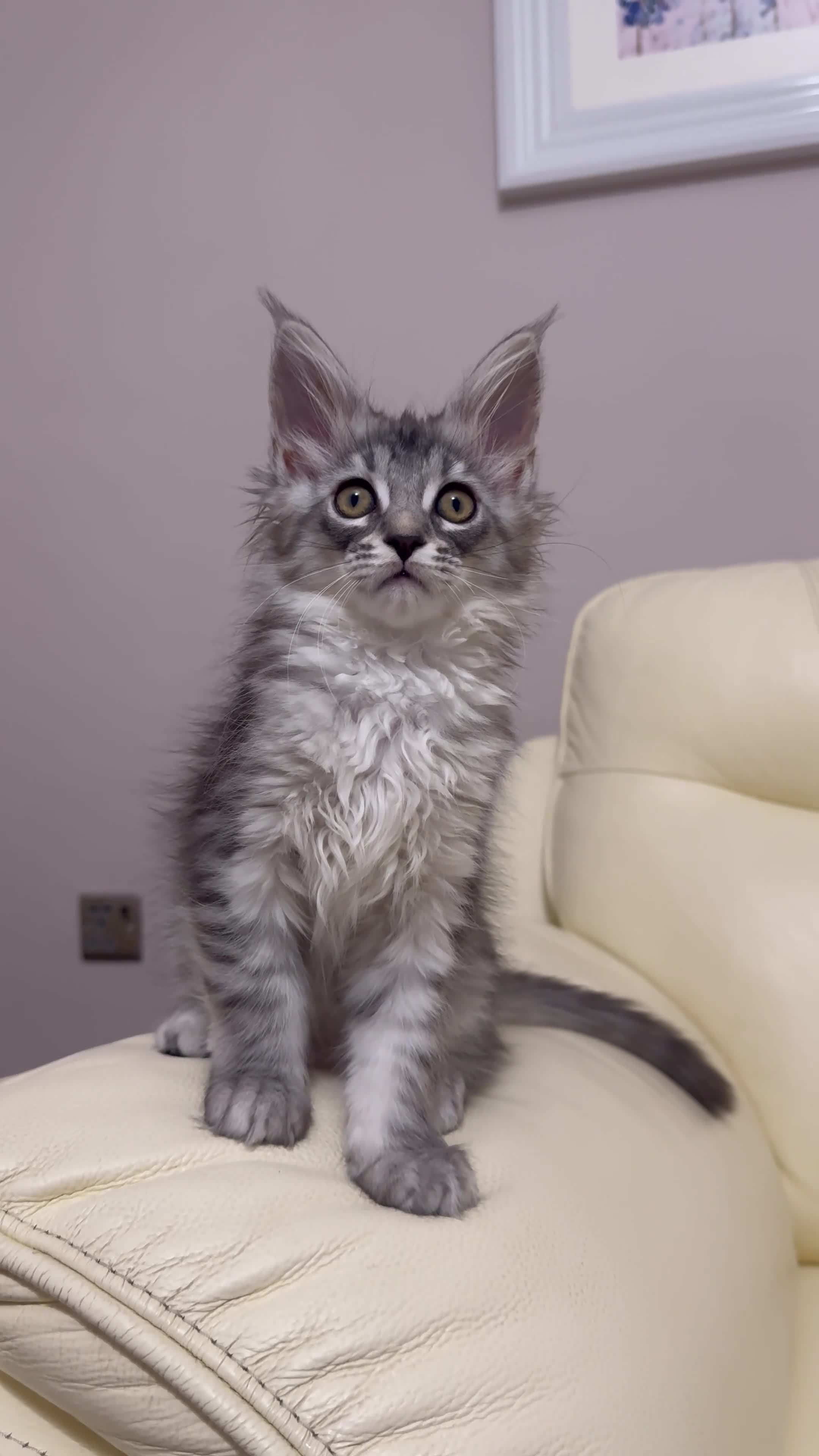 Maine Coon cats for sale: MaineCoonKitten🏆20+gen🧬Outstadning Full Pedigree - Video 3