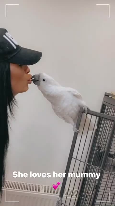 Cockatoo birds for sale: Bella Umberella Cockatoo - Video 1