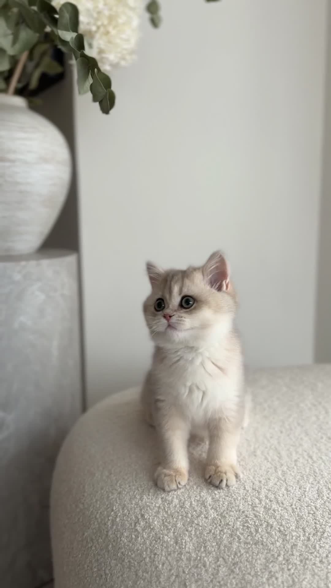 British Shorthair cats for sale: Blue Golden British Shorthair kitty - Video 2