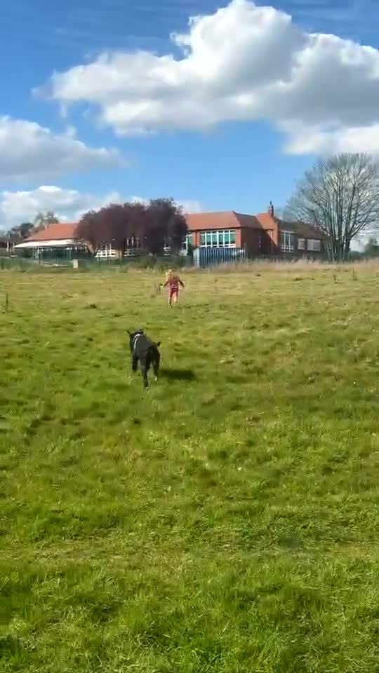 Mixed Breed dogs for sale: Rocky in Pontefract - Video 1