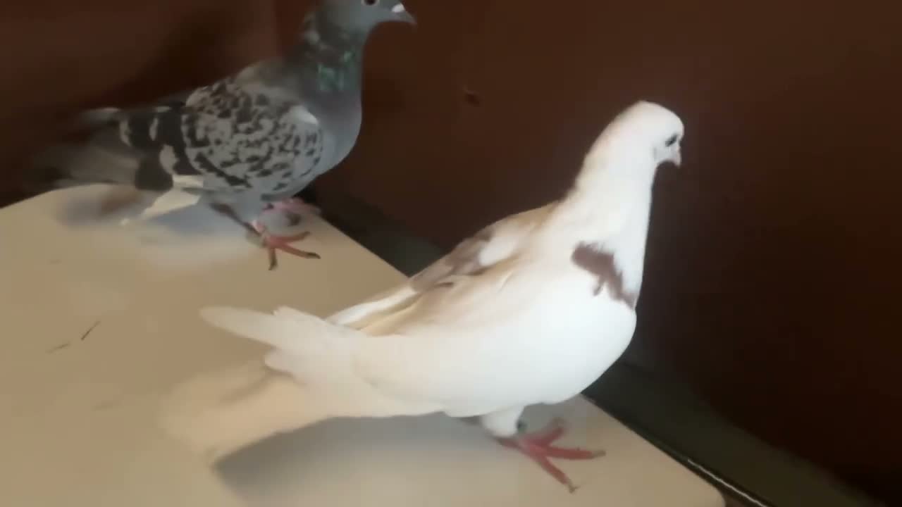 Pigeons birds for sale: A pair of young pigeons - Video 1
