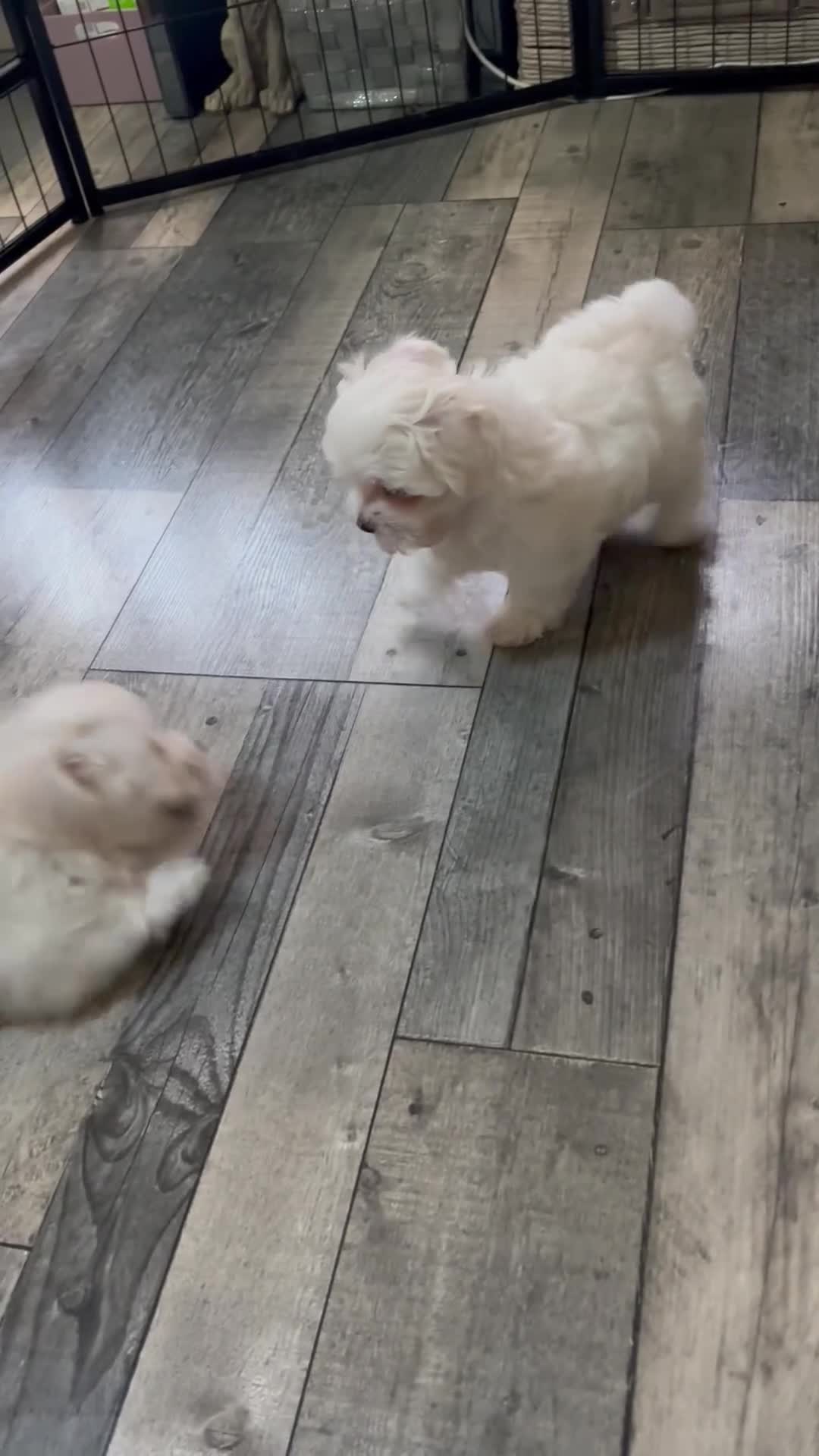 Maltese dogs for sale: Kc Maltese boys 💙💙 - Video 5