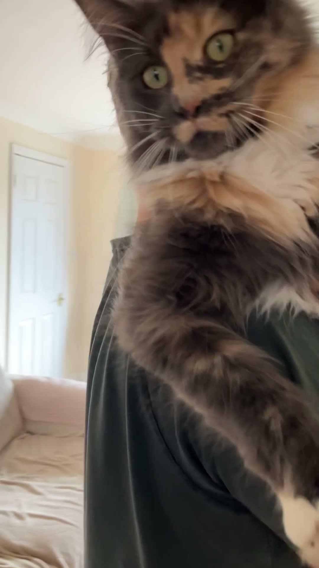 Maine Coon cats for sale: Gorgeous Tica Registered Maine Coon Girl - Video 1