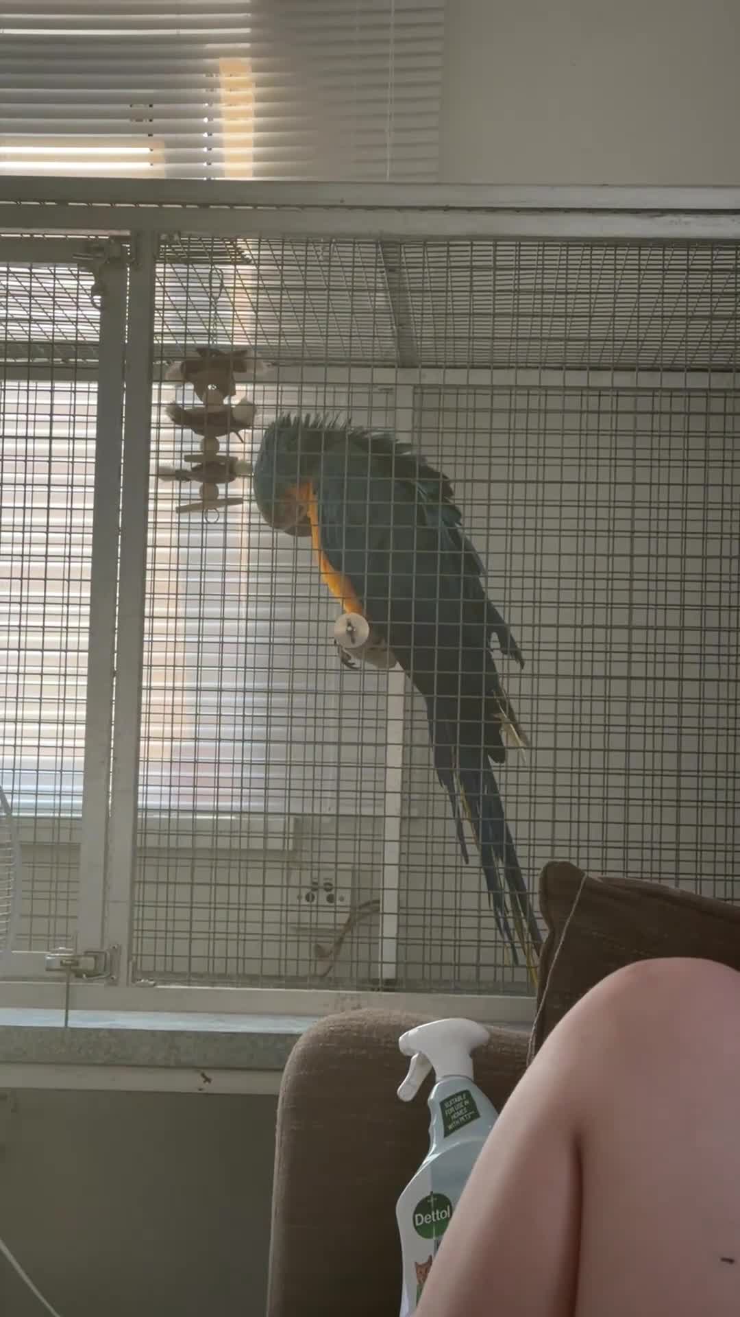 Macaws birds for sale: Stunning blue and gold macaw  in Southampton - Video 1