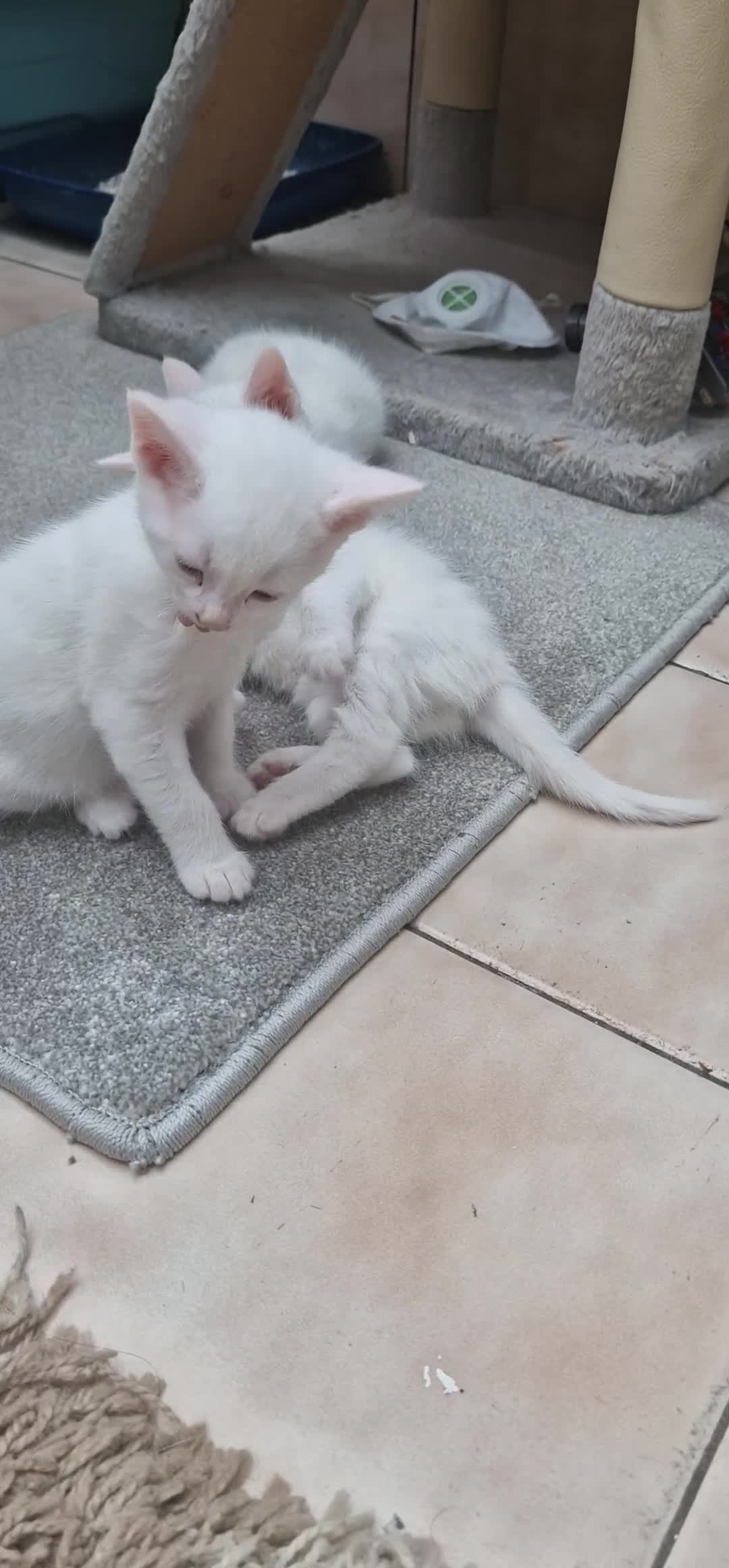 Mixed Breed cats for sale: White kittens. Ready Now. £150 each - Video 4