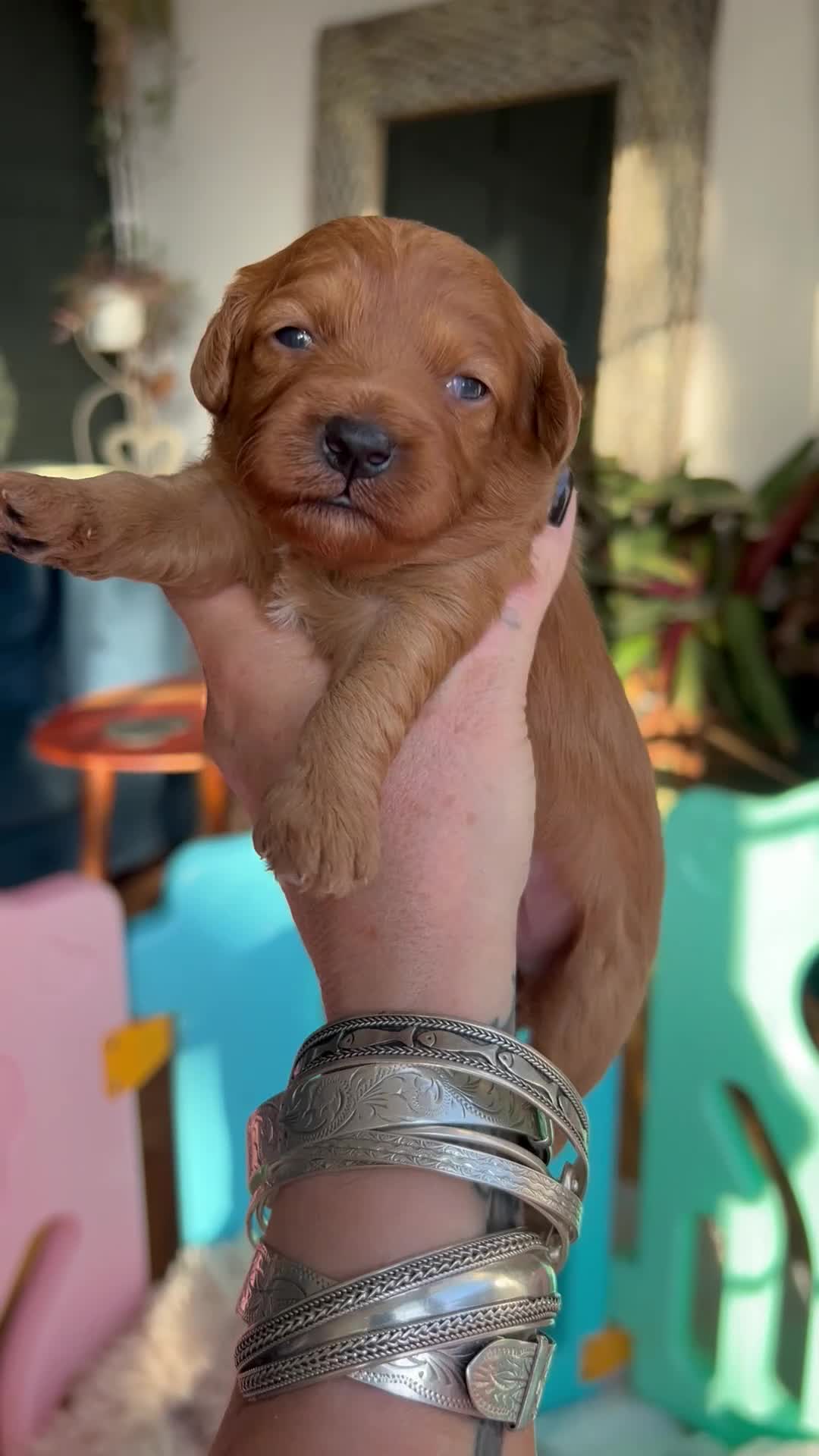 Cavapoochon dogs for sale: 5 ⭐️ LICENSED BREEDER HEALTH TESTED CAVAPOOCHONS - Video 3