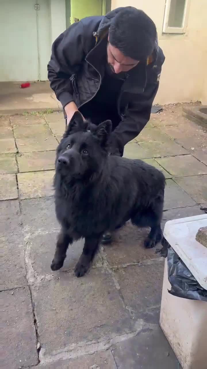 German Shepherd dogs for stud: Black German shepherd for Stud showclass in Wallington - Video 1