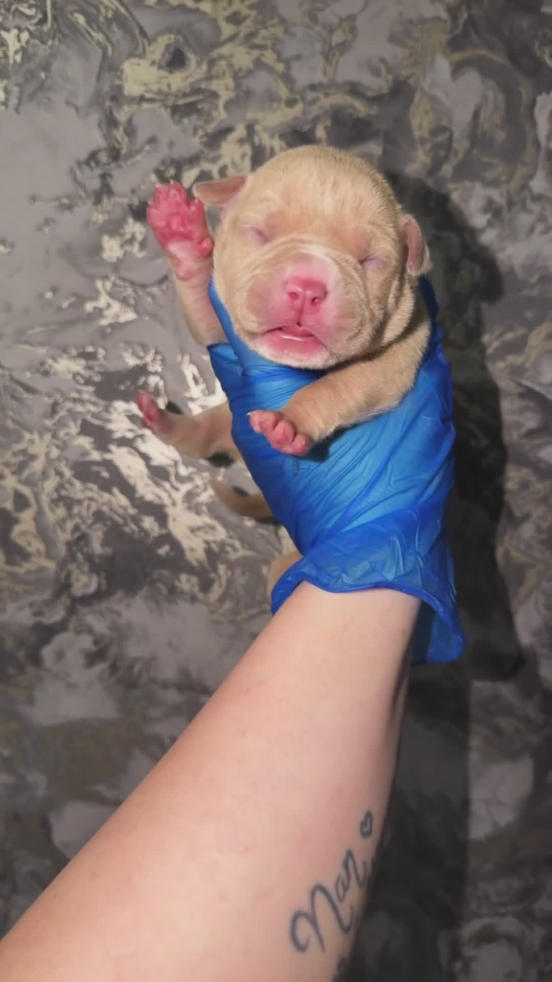 American Bully dogs for sale: Ch G Unit x Pretty Girl  in Coventry - Video 1