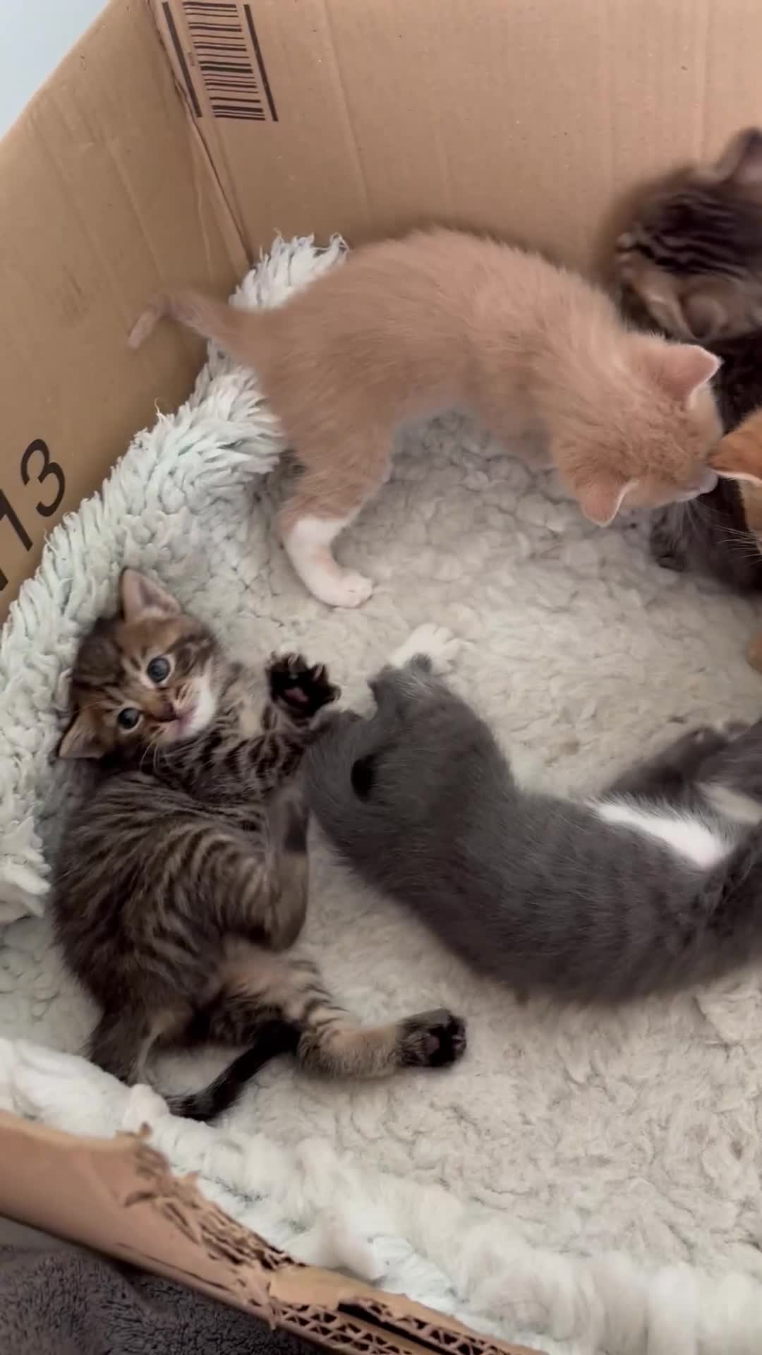 Mixed Breed cats for sale: Kittens ready this week. - Video 5