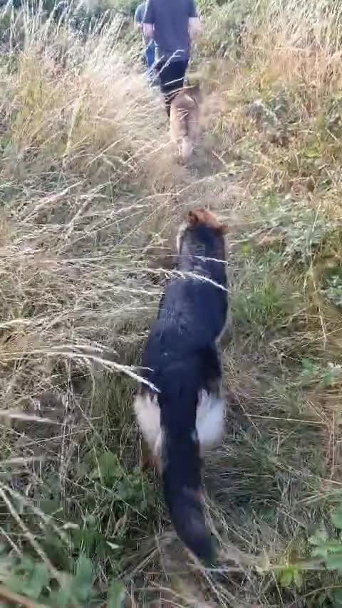 German Shepherd dogs for sale: Astra - Video 1