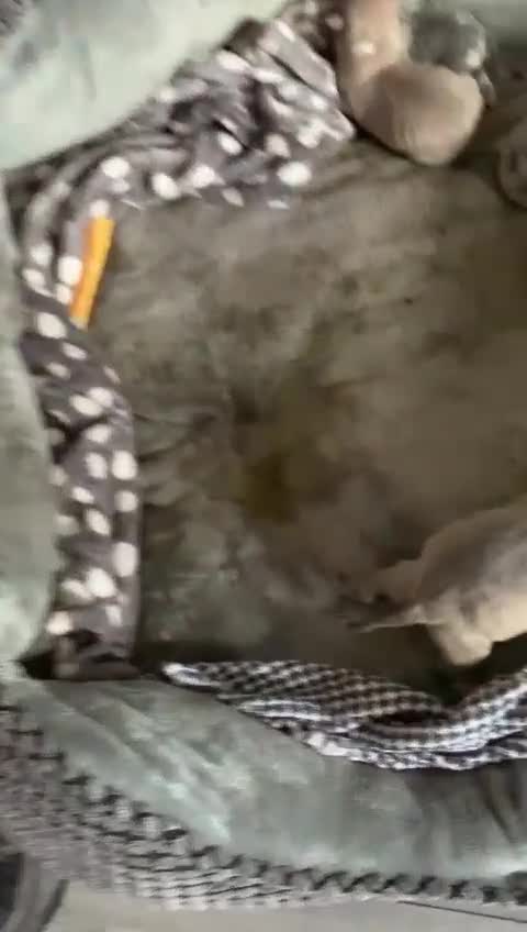 Mixed Breed dogs for sale: Gorgeous litter American bully x  - Video 2