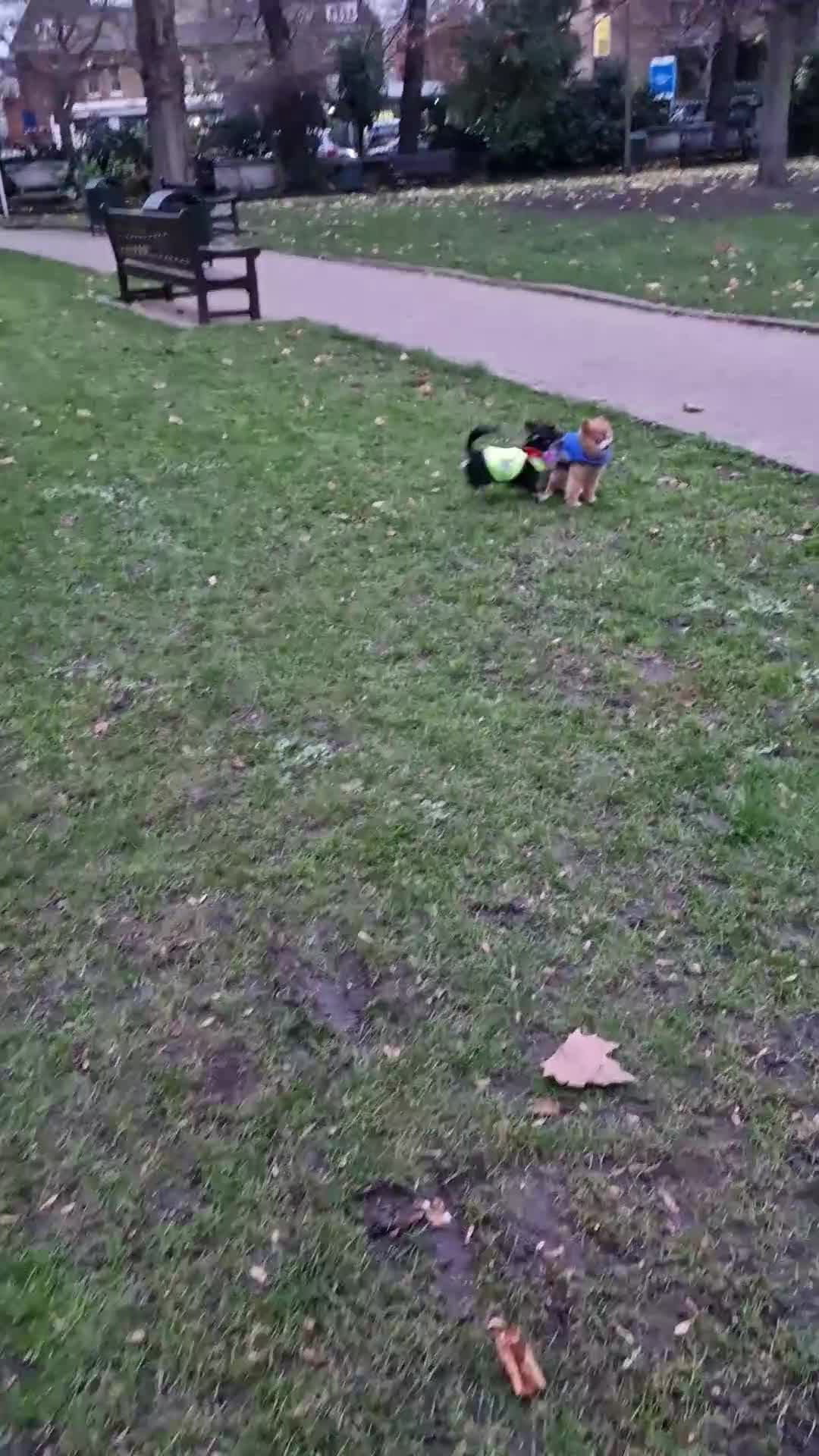 Chorkie dogs for sale: Chorkie called Angel - Video 2