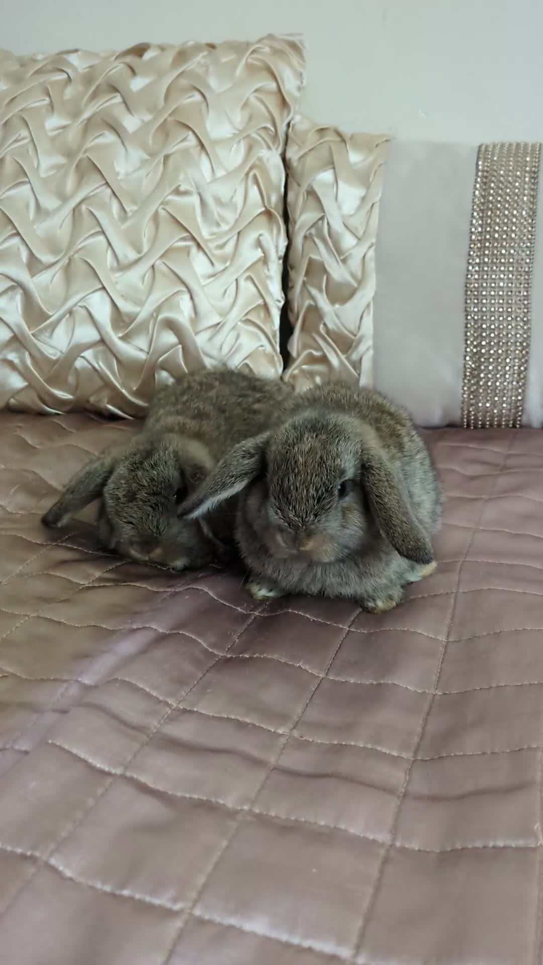 Mini Lop rabbits for sale: Purebred mini lop bunnies Chestnut Angora  - Video 1