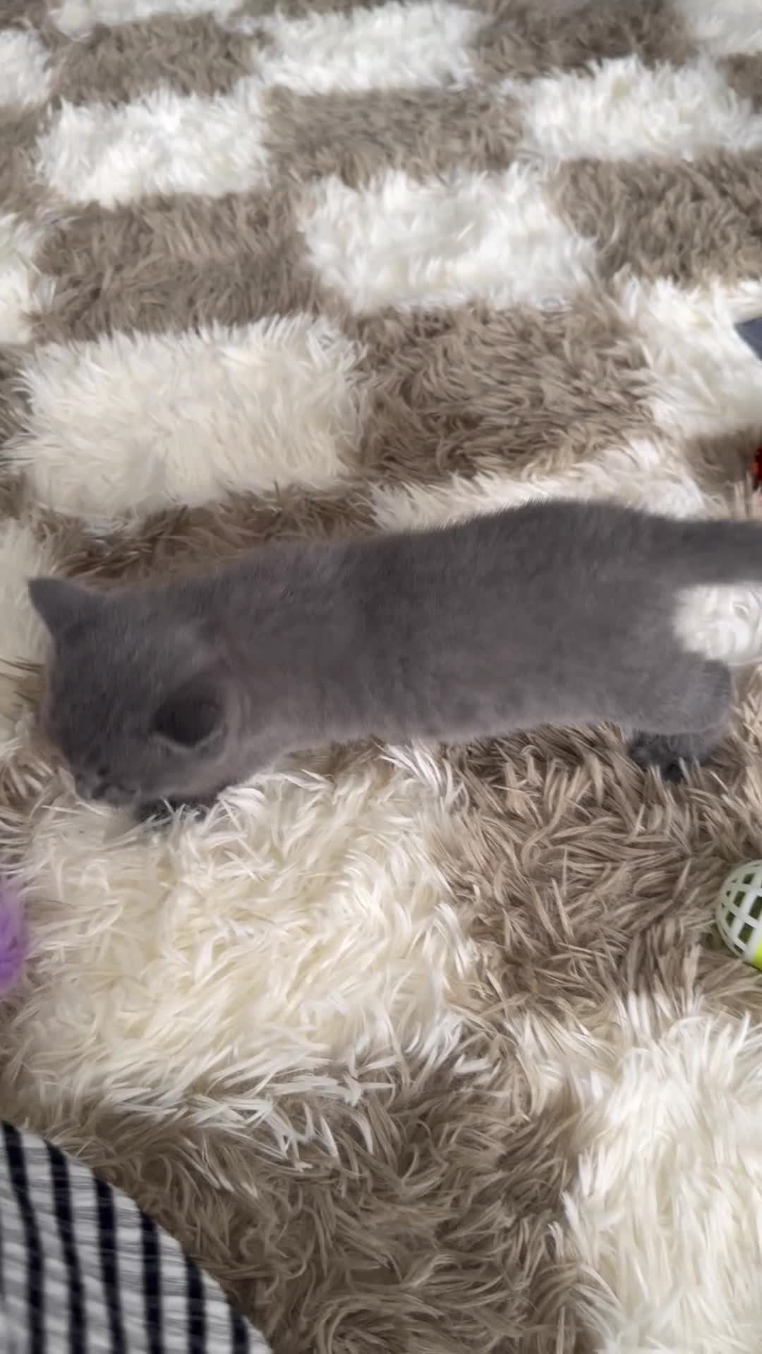 British Shorthair cats for sale: **last kitten left** British shorthair kittens  - Video 2