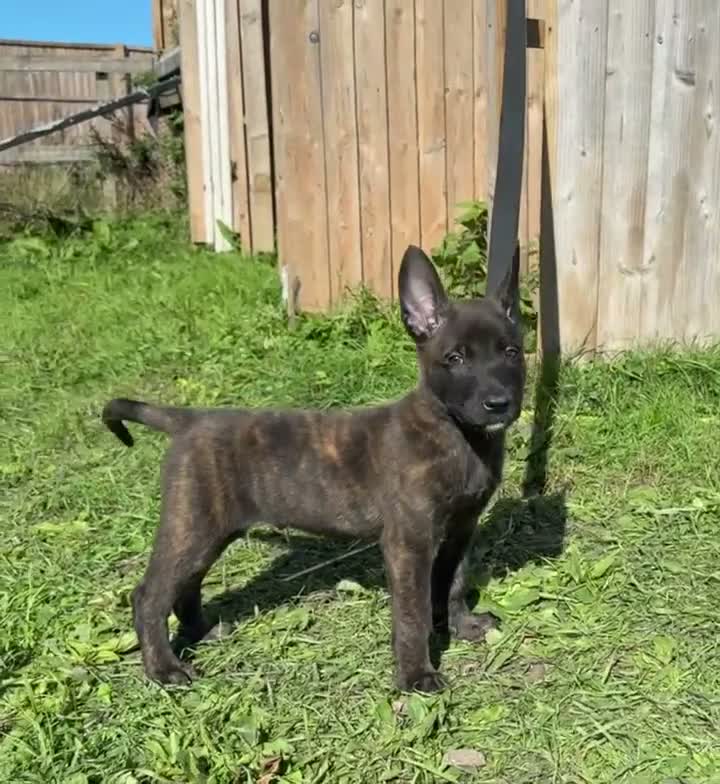 Belgian Shepherd Dog dogs for sale: Very well bred Dutch Herder Male  - Video 2