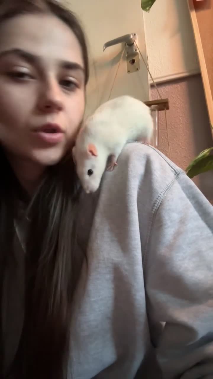 Rat rodents for sale: Solo girl needing home asap in Deal - Video 3